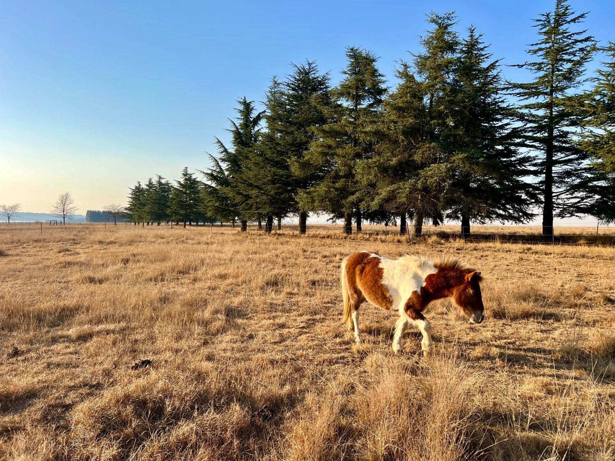 Merino Stal Guest Farm Ermelo Exterior photo