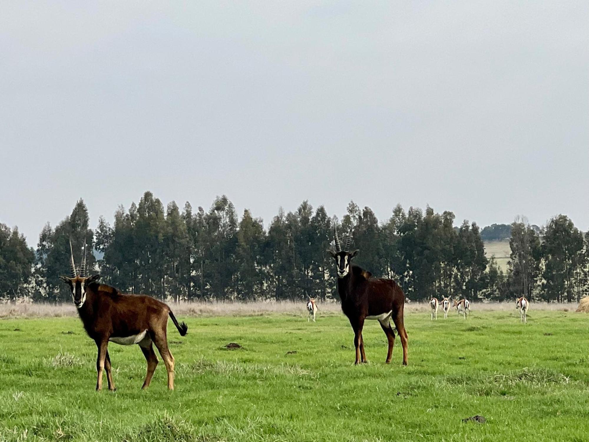 Merino Stal Guest Farm Ermelo Exterior photo